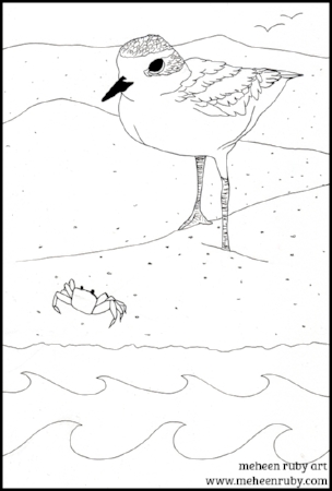 Snowy Plover coloring #19, Download drawings