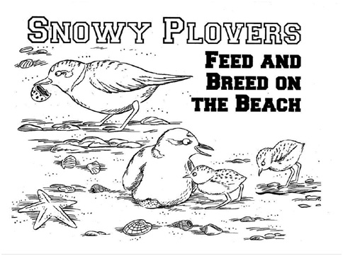 Snowy Plover coloring #14, Download drawings