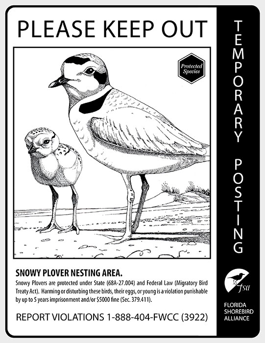 Snowy Plover coloring #18, Download drawings