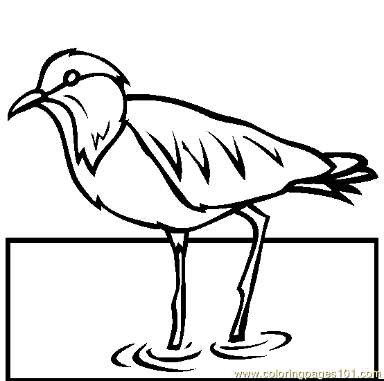 Plover coloring #19, Download drawings