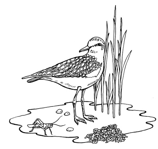 Plover coloring #11, Download drawings