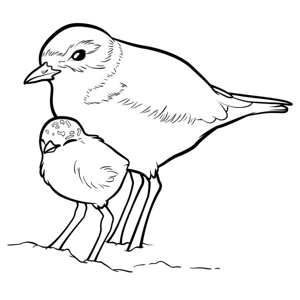 Snowy Plover coloring #20, Download drawings