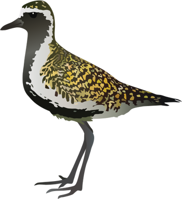 Plover svg #15, Download drawings