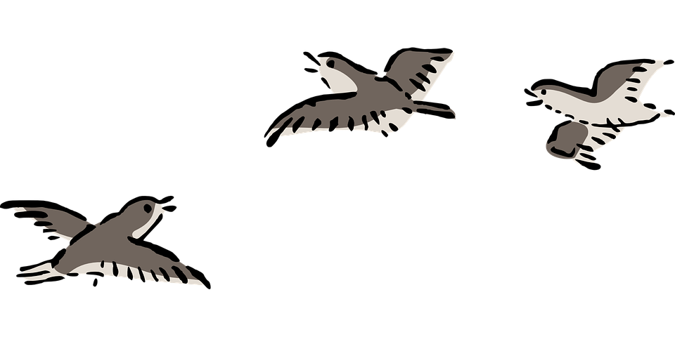 Plover svg #4, Download drawings