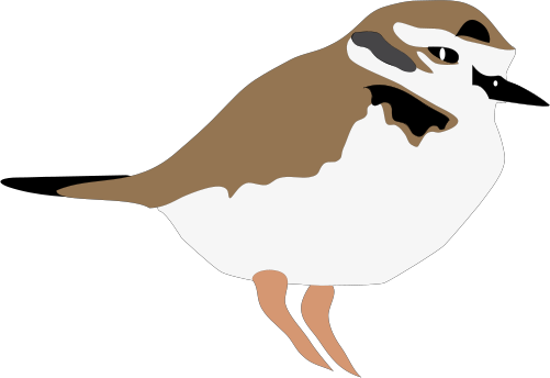Snowy Plover svg #20, Download drawings