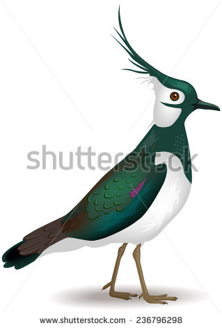 Plover svg #6, Download drawings