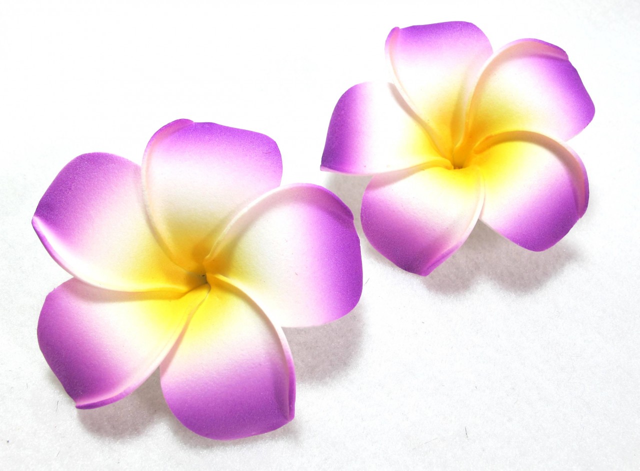 Plumeria clipart #17, Download drawings