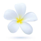 Plumeria clipart #6, Download drawings