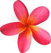 Plumeria clipart #1, Download drawings