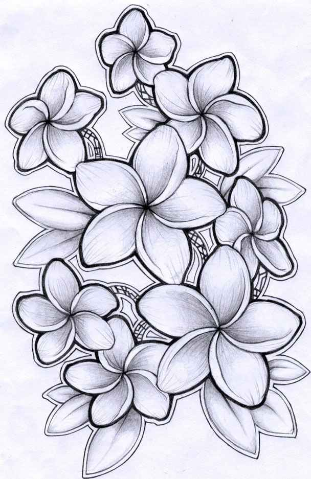 Plumeria coloring #14, Download drawings
