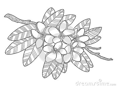 Plumeria coloring #7, Download drawings