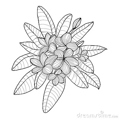 Plumeria coloring #20, Download drawings