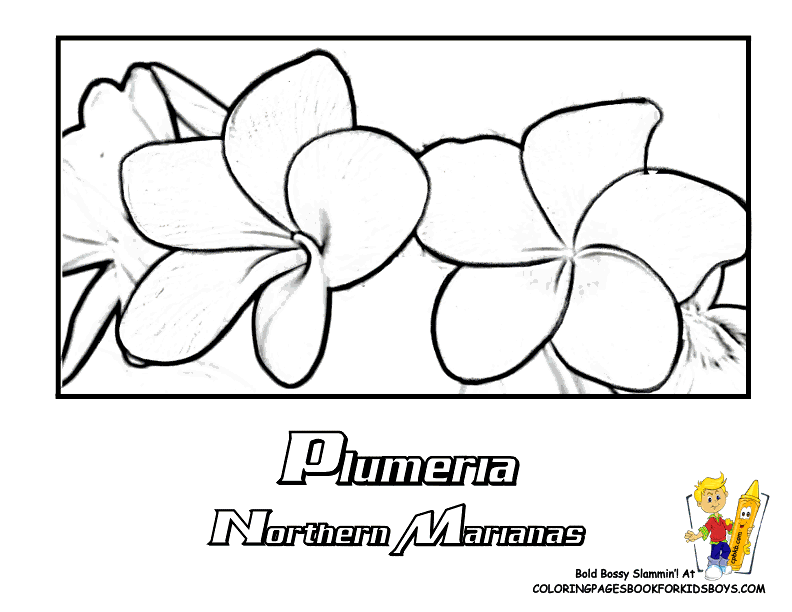 Plumeria coloring #18, Download drawings