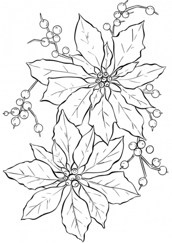 Poinsettia coloring #6, Download drawings