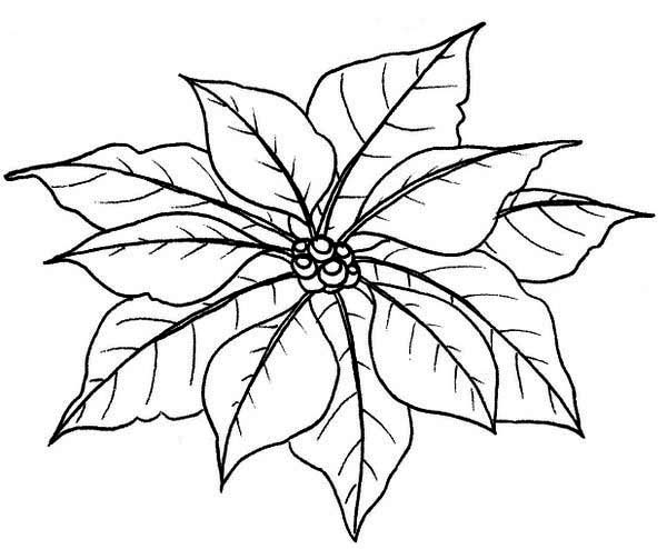 Poinsettia coloring #9, Download drawings