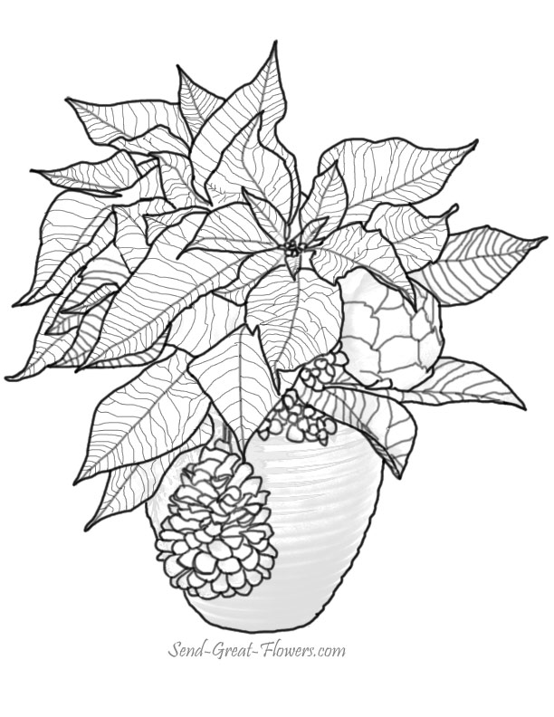 Poinsettia coloring #2, Download drawings