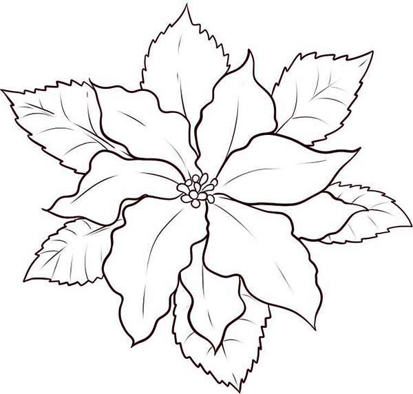 Poinsettia coloring #5, Download drawings
