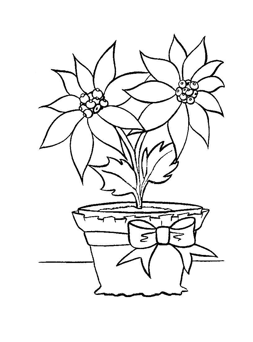 Poinsettia coloring #4, Download drawings