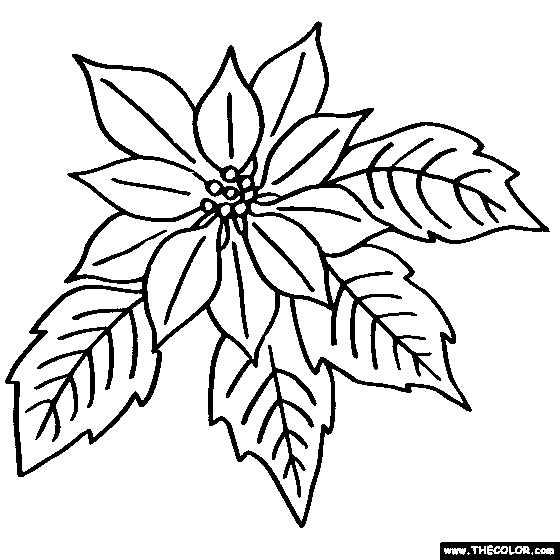 Poinsettia coloring #20, Download drawings