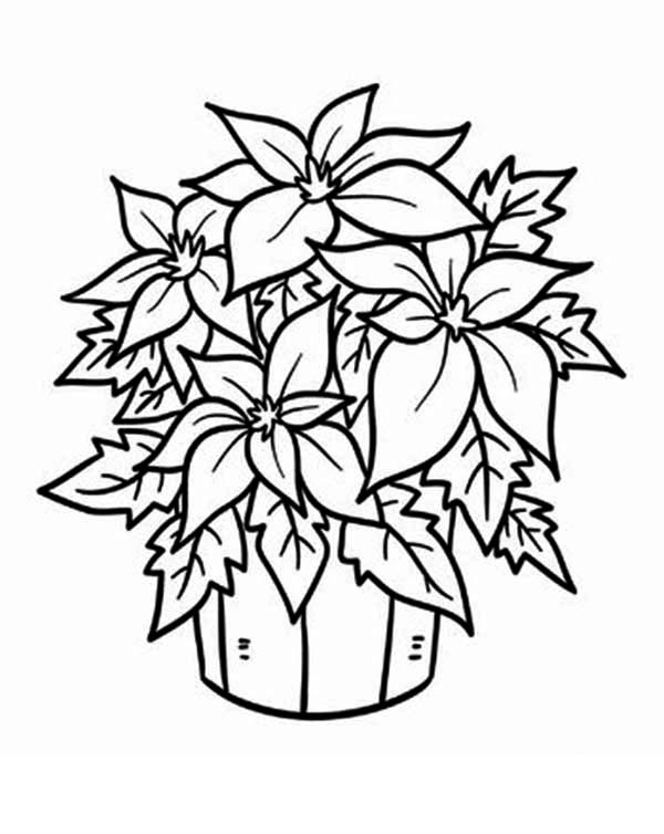 Poinsettia coloring #10, Download drawings