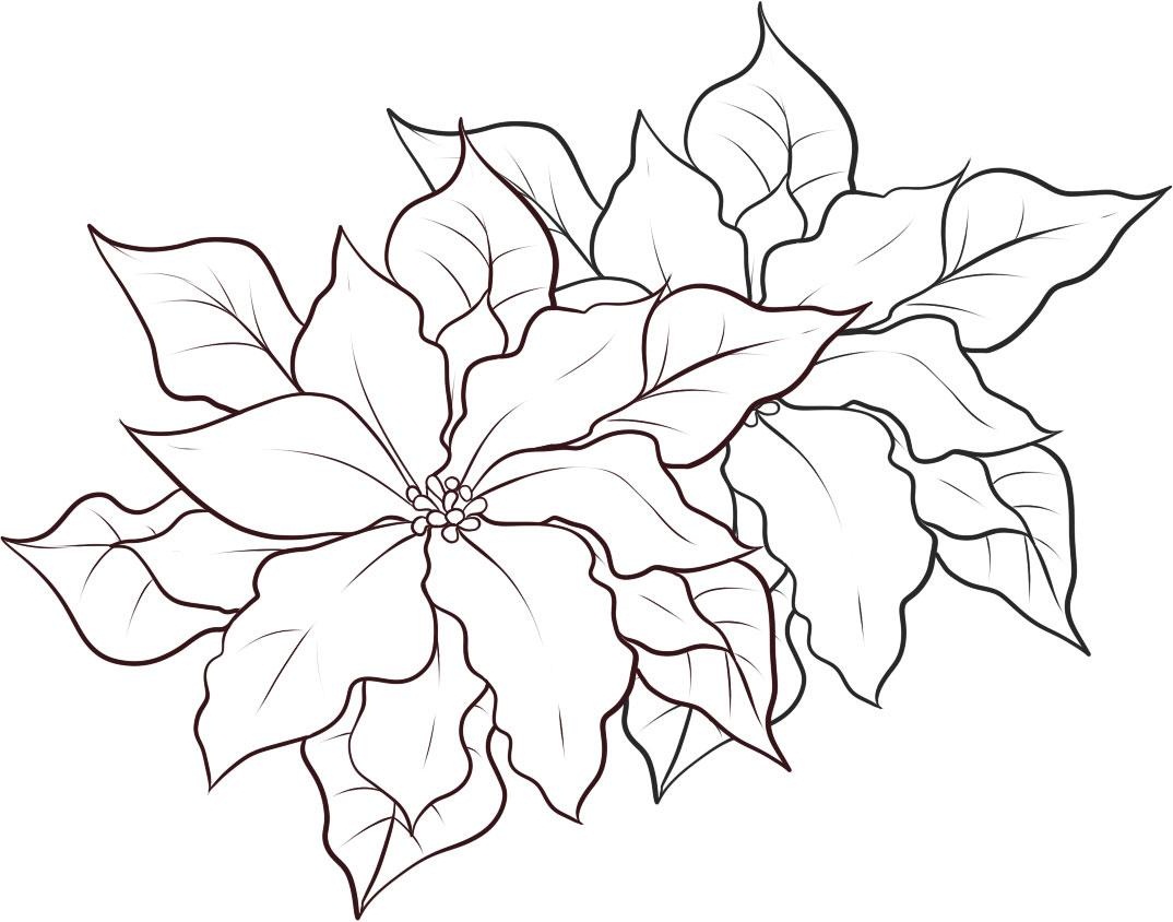 Poinsettia coloring #16, Download drawings