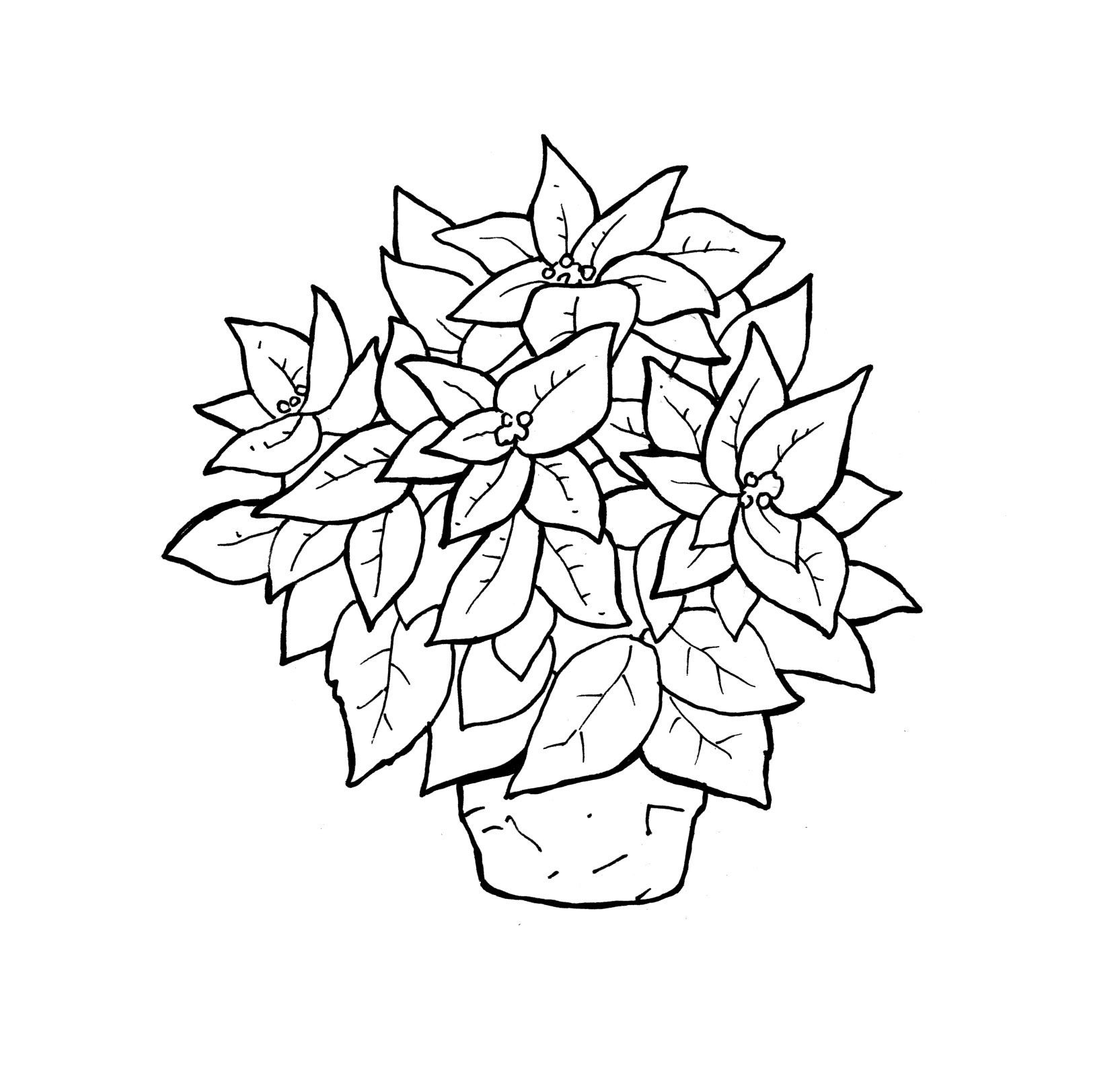Poinsettia coloring #12, Download drawings