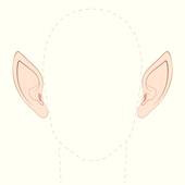 Pointed Ears clipart #13, Download drawings