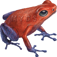 Poison Dart Frog clipart #2, Download drawings