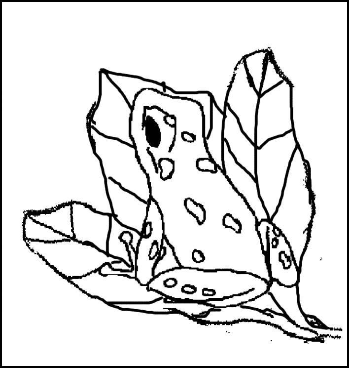 Poison Dart Frog coloring #3, Download drawings