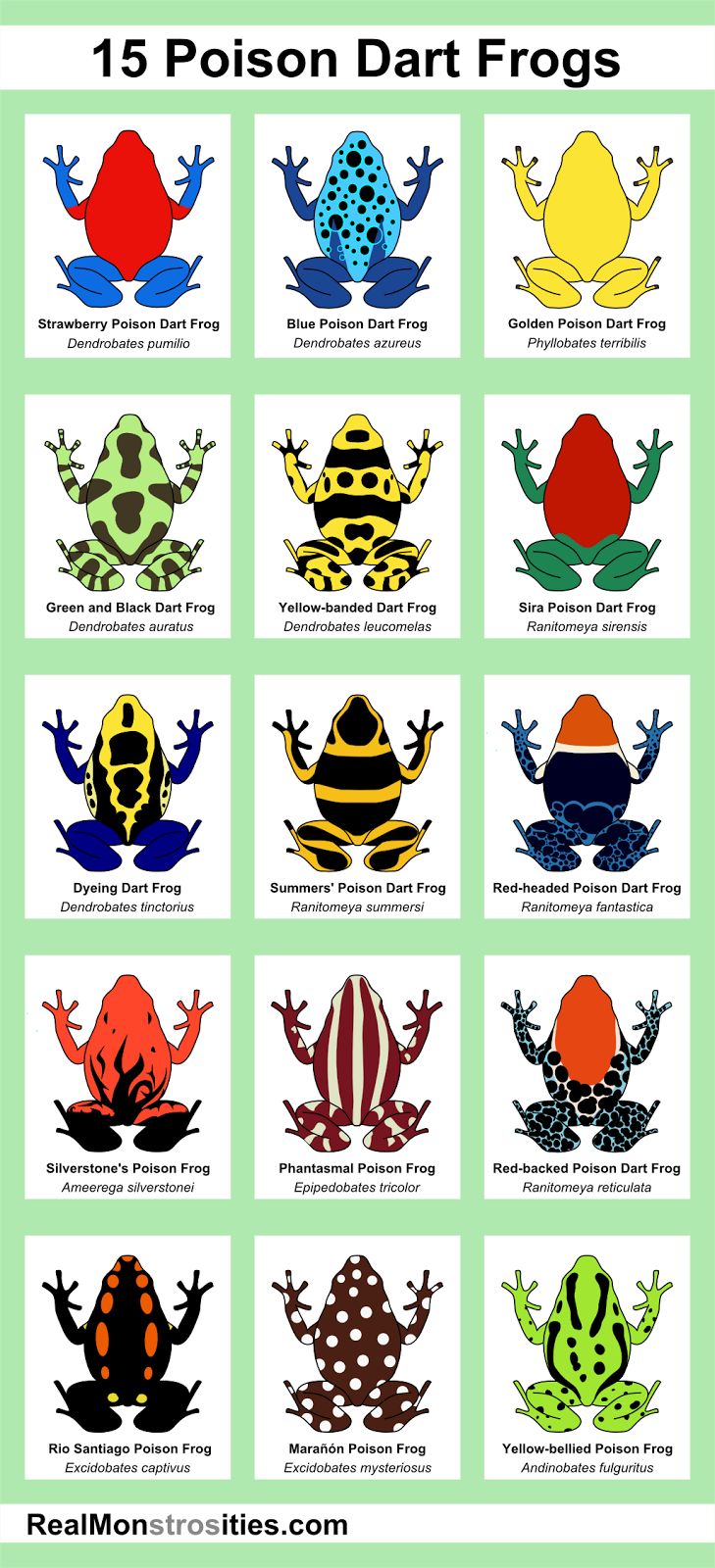 Poison Dart Frog svg #8, Download drawings