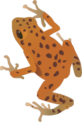 Poison Dart Frog svg #16, Download drawings