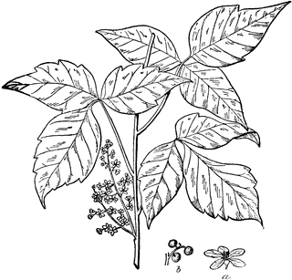 Poison Ivy clipart #17, Download drawings