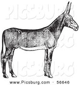 Poitou Donkey clipart #17, Download drawings