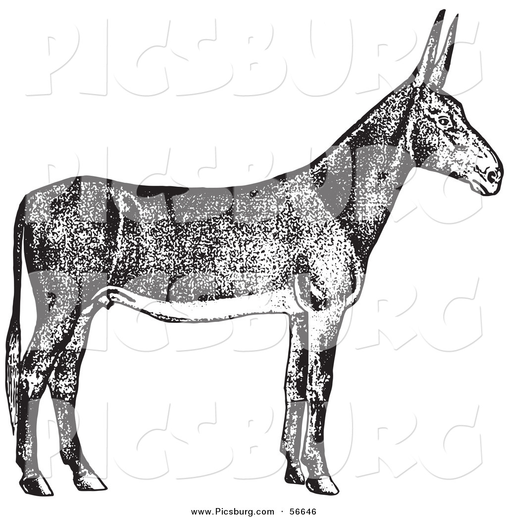 Poitou Donkey clipart #7, Download drawings