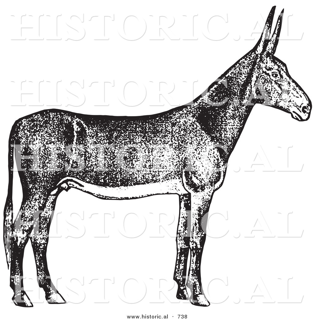 Poitou Donkey clipart #19, Download drawings