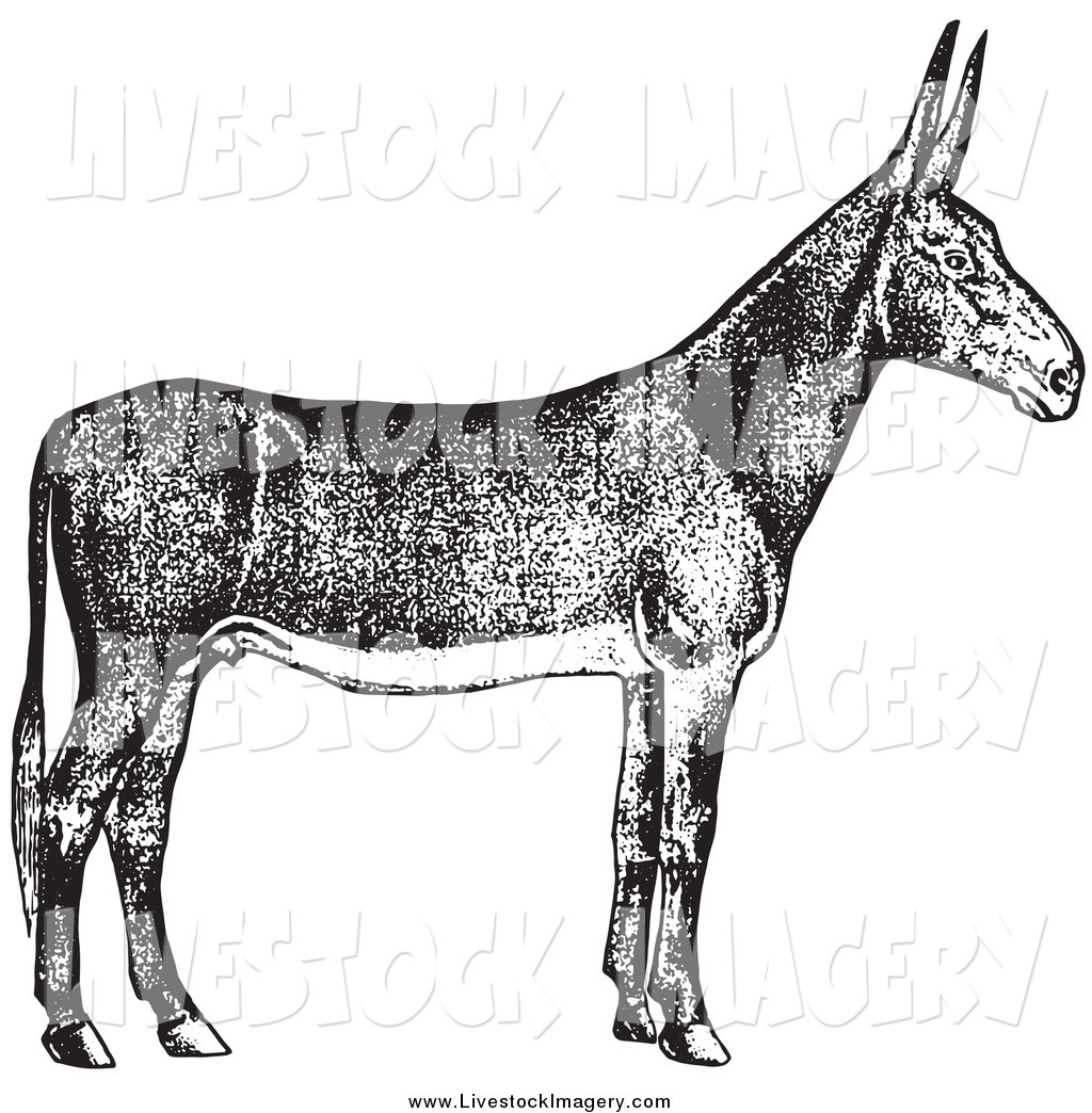 Poitou Donkey clipart #1, Download drawings