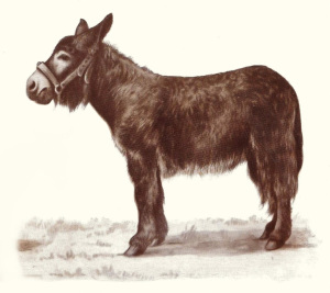Poitou Donkey coloring #10, Download drawings