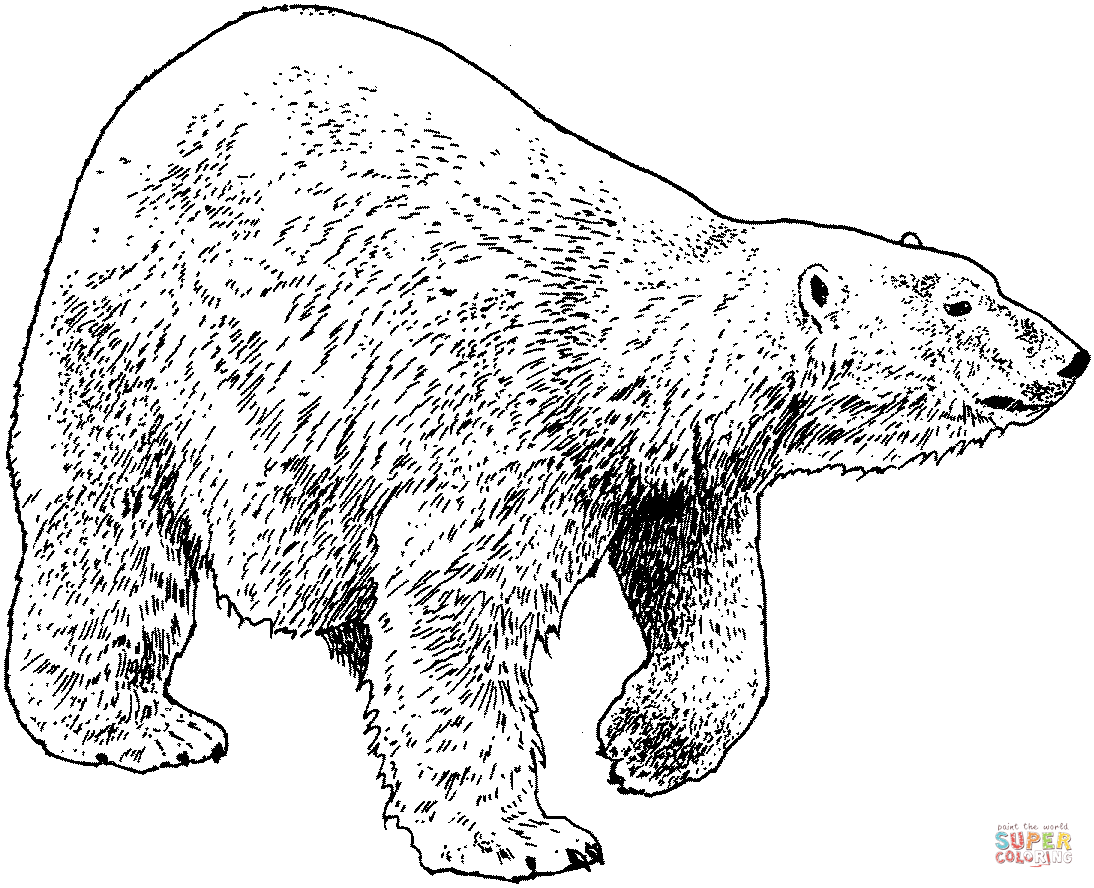 Polar  Bear coloring #6, Download drawings