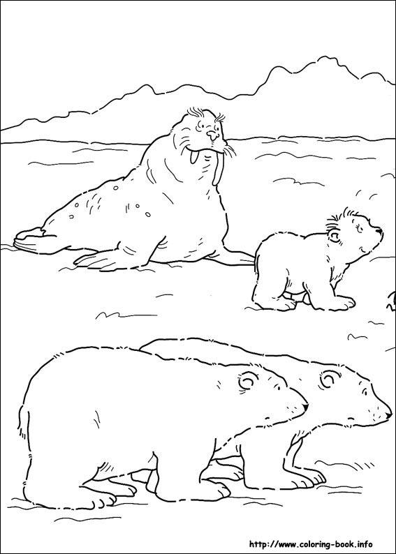 Polar  Bear coloring #3, Download drawings