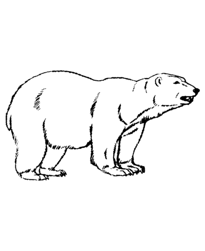 Polar  Bear coloring #18, Download drawings