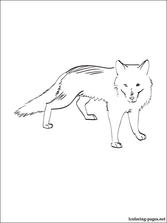 Polar Fox coloring #8, Download drawings