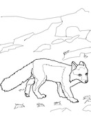 Polar Fox coloring #1, Download drawings