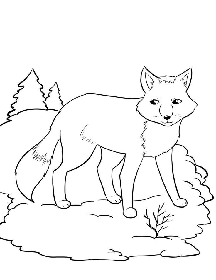 Polar Fox coloring #13, Download drawings
