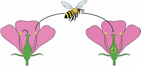 Pollination clipart #18, Download drawings