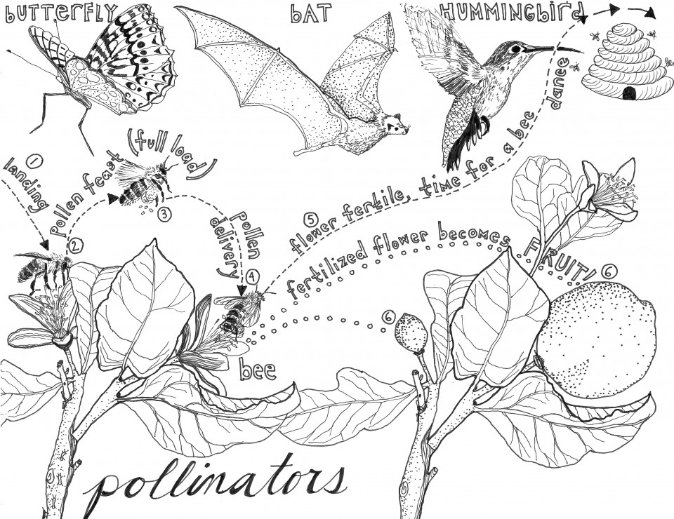 Pollination coloring #15, Download drawings