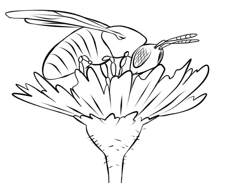 Pollination coloring #17, Download drawings