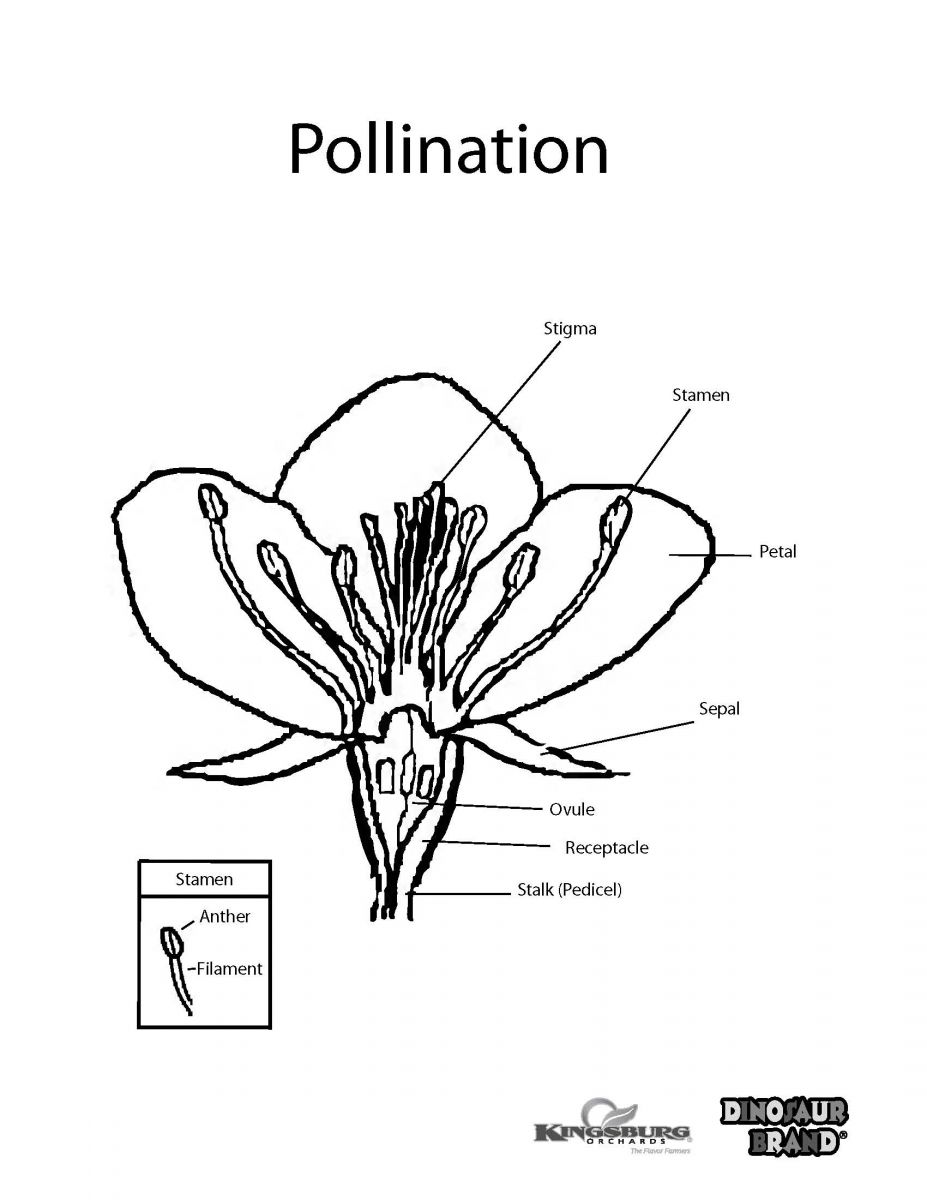 Pollination coloring #14, Download drawings