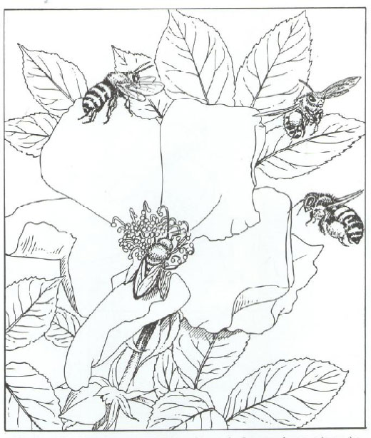 Pollination coloring #9, Download drawings