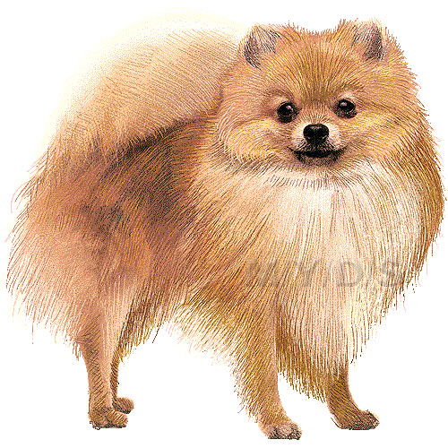 Pomeranian clipart #2, Download drawings