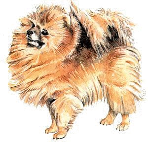 Pomeranian clipart #16, Download drawings